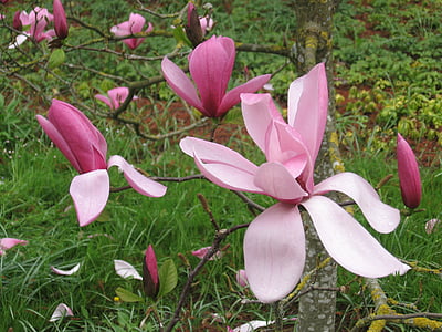 Magnolia, lilled, kevadel, loodus, lill, kroonleht, taim