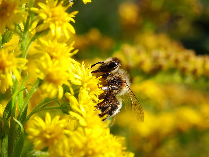 mehiläinen, bug, mehiläisten, kukat, Luonto, hyönteiset, Bumblebee