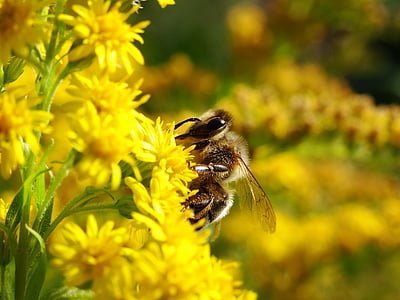 Bee, feil, bier, blomster, natur, insekter, Humler