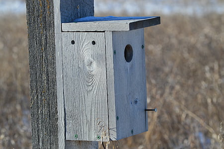 maison d’oiseau, Prairies, nature, Saskatchewan, Canada, bois, en bois