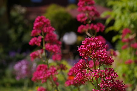 flor de estímulo, flor de espuela roja, hermosa, flor, jardín, flor, floración