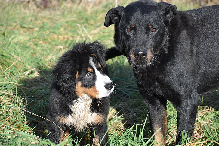 perro, perro de montaña de Bernese, perro grande, animal, familia, naturaleza, verde