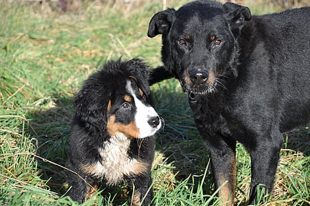 dog, bernese mountain dog, big dog, animal, family, nature, green