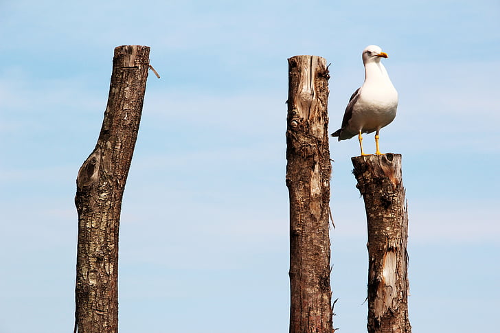 seagull, peg, pile, bird, wood, wood pile, post