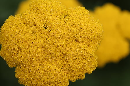 żółty, małe, klastrowany, kwiat, selektywne, fokus, fotografii