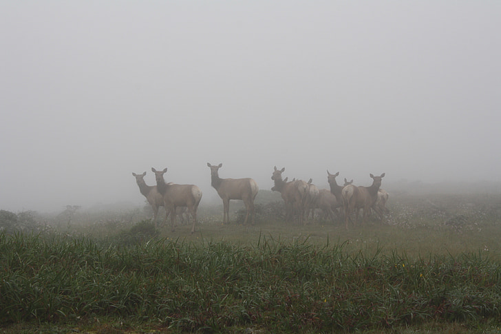 deer, point reyes, seashore, nature, coast, fog, herd
