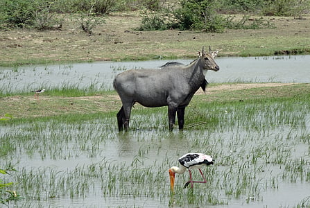 動物, 野生, ニルガイ, 青い雄牛, boselaphus tragocamelus, 最大, アジア産の羚羊
