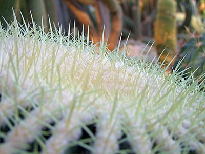 Kaktuss, Cactaceae, Kaktuss siltumnīcefekta, raupjajiem, zaļa, balta, daba