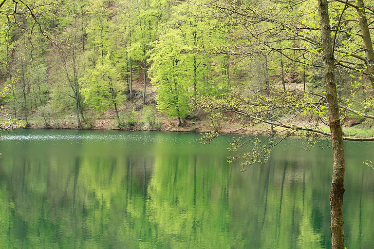 Lake, treet, trær, speiling, refleksjoner, vann, overflate