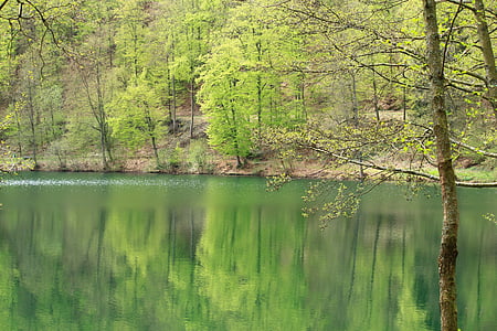 Lake, puu, puud, peegeldamine, mõtteid, vee, pind