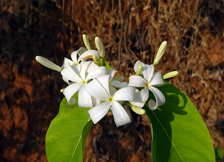 flower, white, wild, flora, indrajao, medicinal, shrub