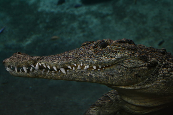 Крокодил, Аллигатор, мне?, Майами, ящерица, Рептилия