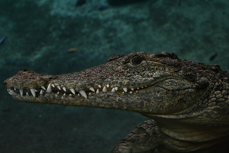 krokodille, Alligator, sjøen, Miami, øgle, Reptile