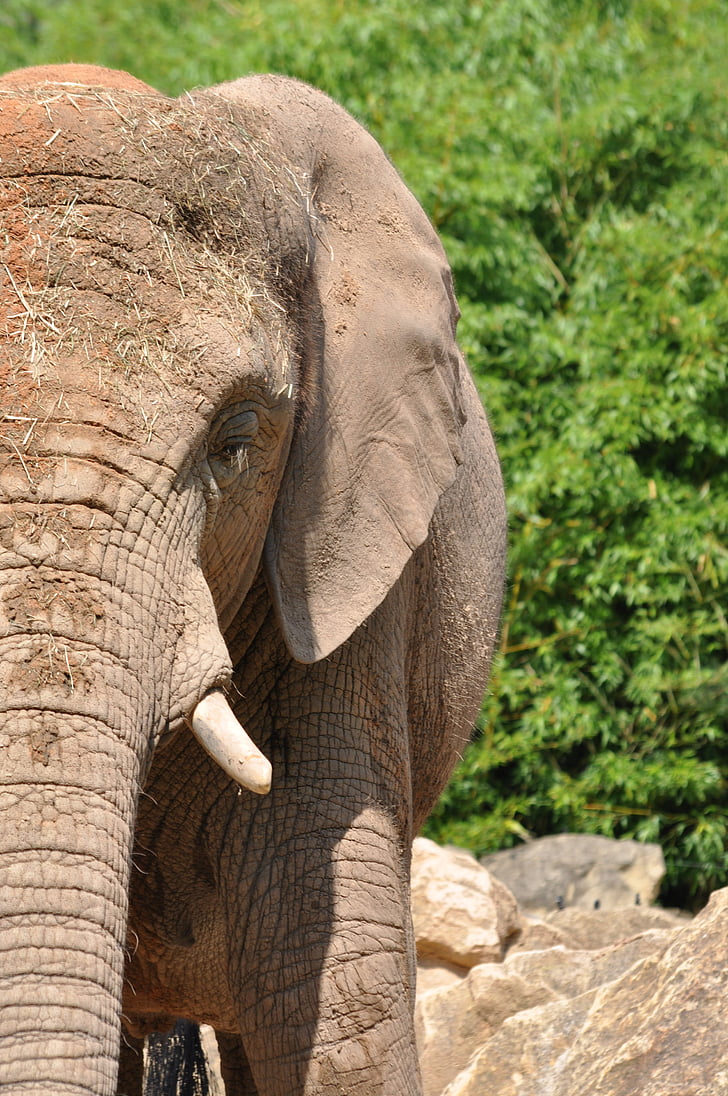 con voi, Thiên nhiên, động vật, động vật hoang dã, động vật có vú, động vật Safari, động vật hoang dã