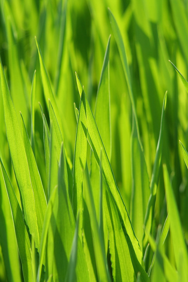 grass, meadow, grasses, blade of grass, green, cereals, pasture