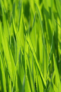 trava, livada, trava, vlati trave, zelena, žitarice, pašnjak