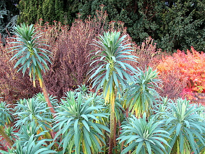 Botanická zahrada, botanika, závod, podzim, barevné, Příroda, Flora