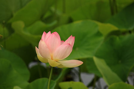 water lily, aquatic plant, nature, nuphar, blossom, bloom, purple