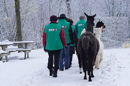 walk, human, animal, winter, snow, cold, zoo
