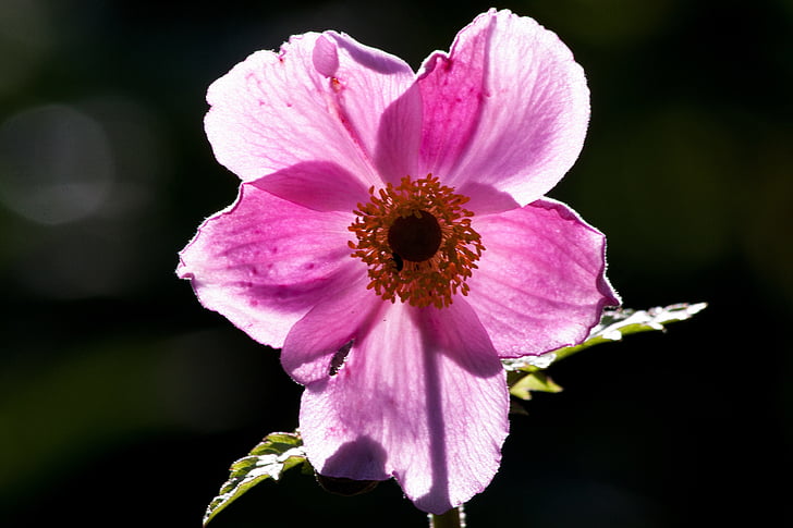 Anemone, Japan anemone, Ranunculaceae, inschrijving, roze, geel, bloemblaadjes achtergrondverlichting