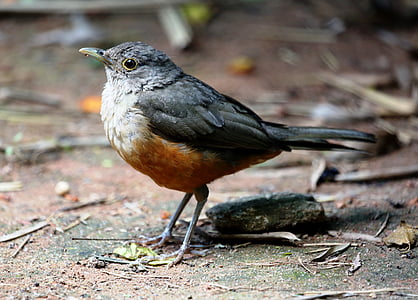 κρεμώδη πορτοκαλί, πουλί, τροπικών πουλιών, πολύχρωμο, στο πάτωμα, Βραζιλίας, δάσος
