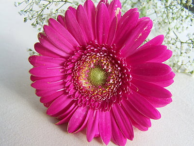 Gerbera, flor de tall, Rosa, pètal, Gerbera Margarida, natura, flor