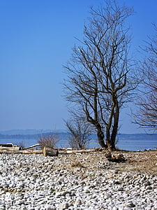 tree, bank, beach, lake, landscape, chiemsee, bavaria