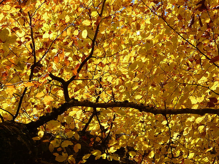 buk, Fagus sylvatica, Fagus, listnatý strom, zlatý podzim, Zlatý říjen, podzim