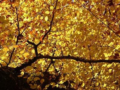 FaIa, Fagus sylvatica, Fagus, árvore de folha caduca, Outono dourado, Outubro de ouro, Outono