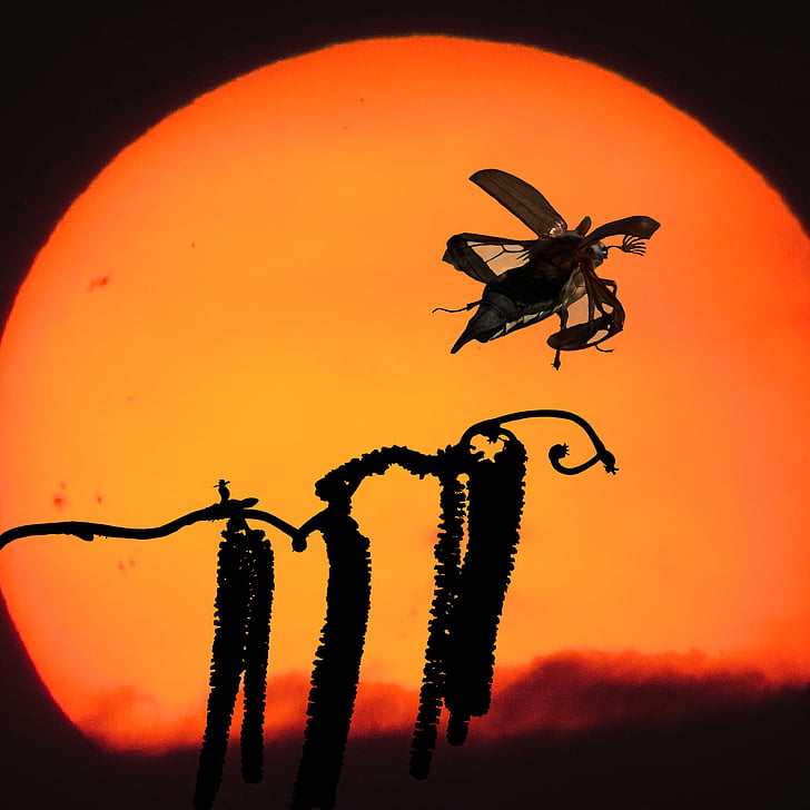 nature, animals, maikäfer, insect, sunset, emotions, wing