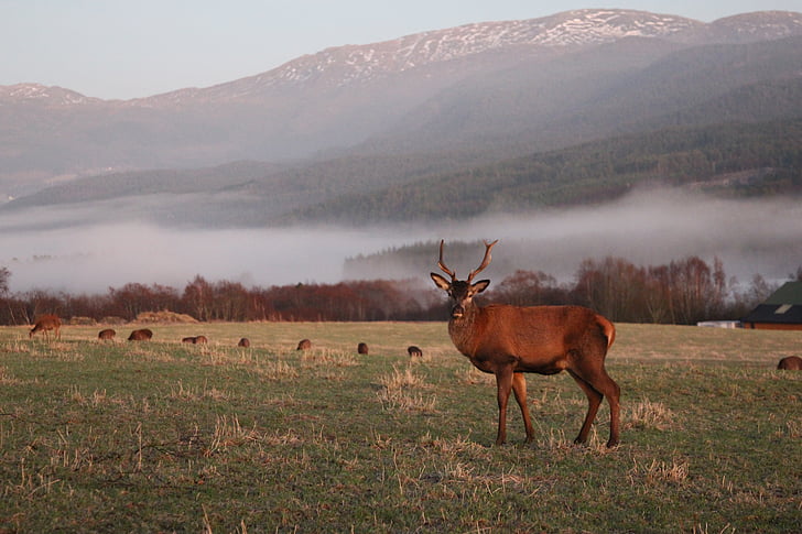 Gamta, elnias, kraštovaizdžio, ramybės, Norvegija, Šiaurės šalių, gyvūnų temos