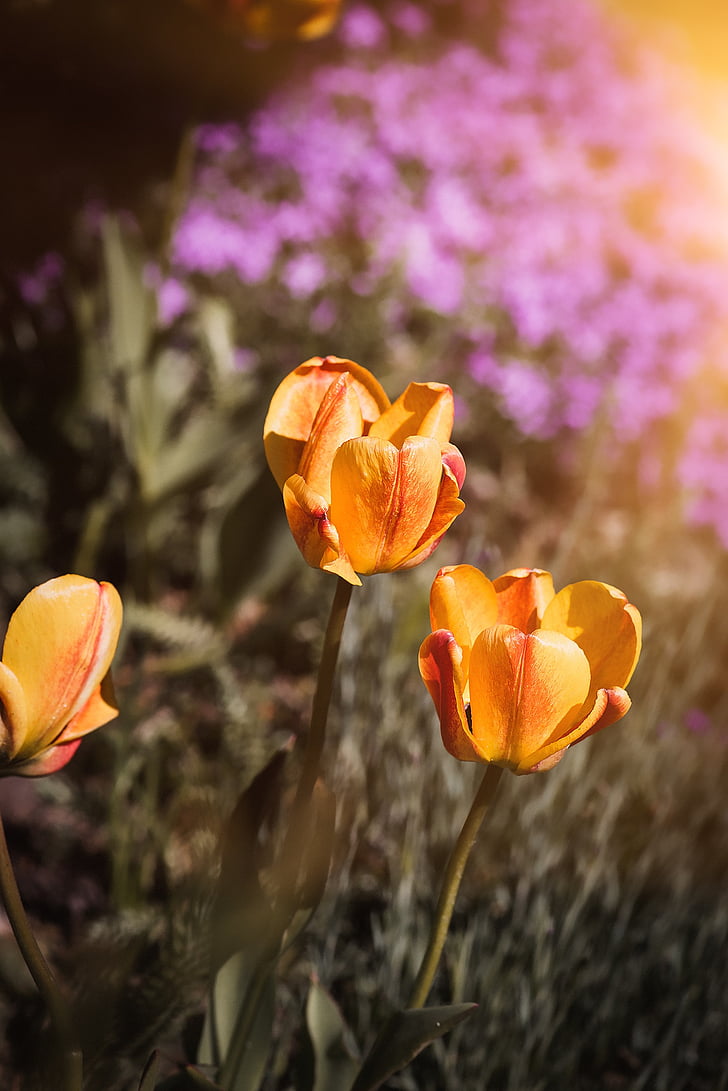 tulipany, kwiaty, pomarańczowy, pomarańczowy, żółty, czerwony, żółty, wiosenne kwiaty, wiosna