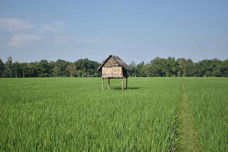 cánh đồng lúa, Thiên nhiên, màu xanh lá cây, gạo, nông nghiệp, cảnh quan, Paddy