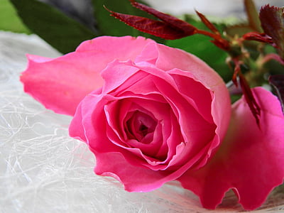 flower, rose, blossom, bloom, birthday, congratulate, love