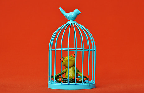kikker, kooi, in de gevangenis, triest, Figuur, grappig, schattig