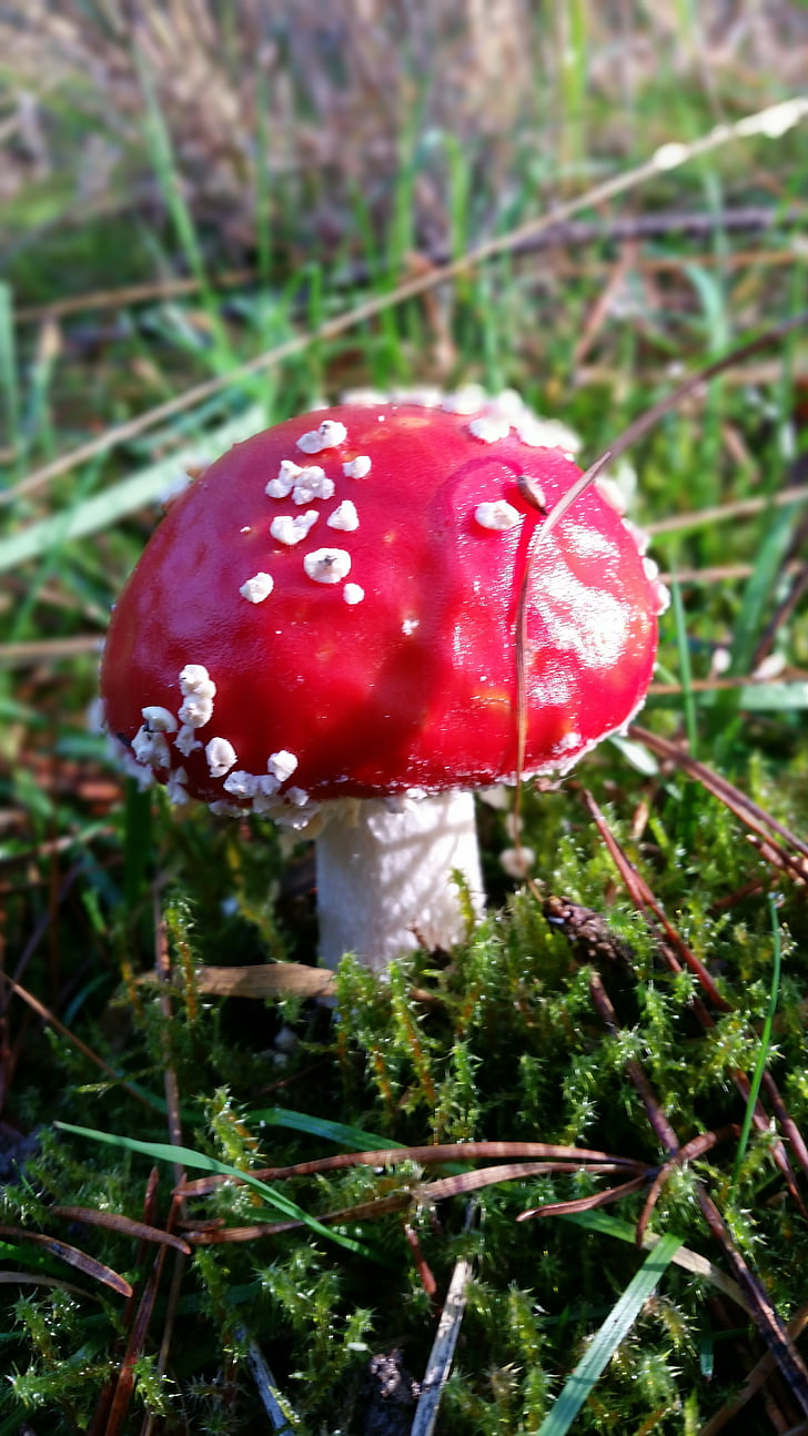 fly agaric, toxic, autumn, forest, mushroom, fungus, nature