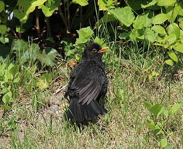 Blackbird, (Turdus merula), igaz, madár, fojtószelep, fekete, állat
