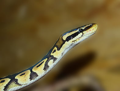 cobra, Python, python bola, animal, escala, beleza, réptil