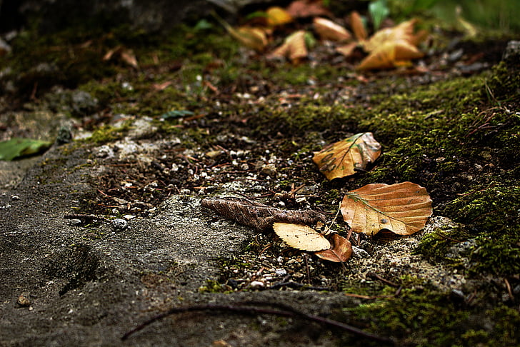 listi, jeseni, gozd, gozdnih tleh, bukovega lesa, bukovi listi
