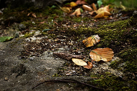 pozostawia, jesień, lasu, runo leśne, drewno bukowe, liście bukowe