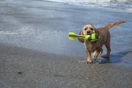anjing di pantai, Bermain, menyenangkan, sukacita, gerakan, musim panas, laut