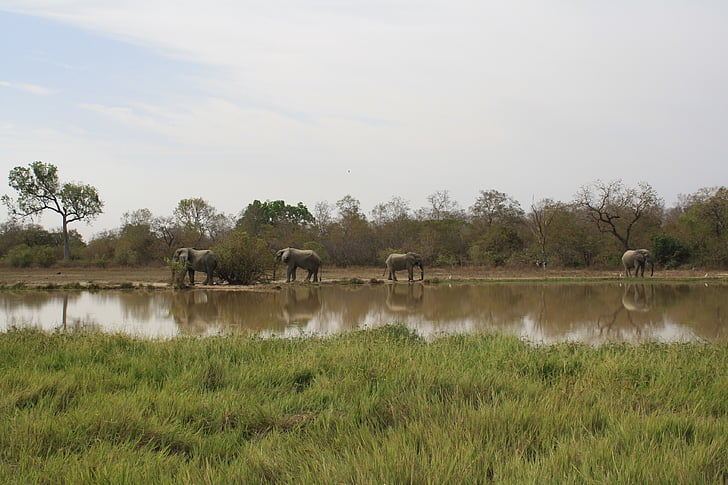 ghana, elephants, natural reserve, mole national park