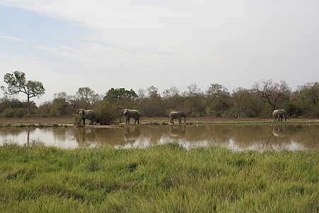 Gana, sloni, naravni rezervat, mol national park