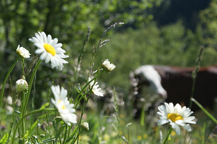 vacă, floare, pre, iarba, natura, champs de des Fleurs, câmp
