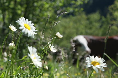 cow, flower, pre, grass, nature, fleurs des champs, field