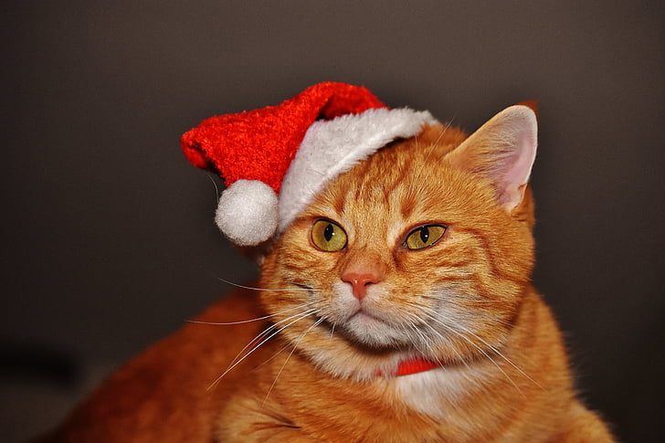 katt, röd, jul, Santa hatt, Rolig, Söt, makrill
