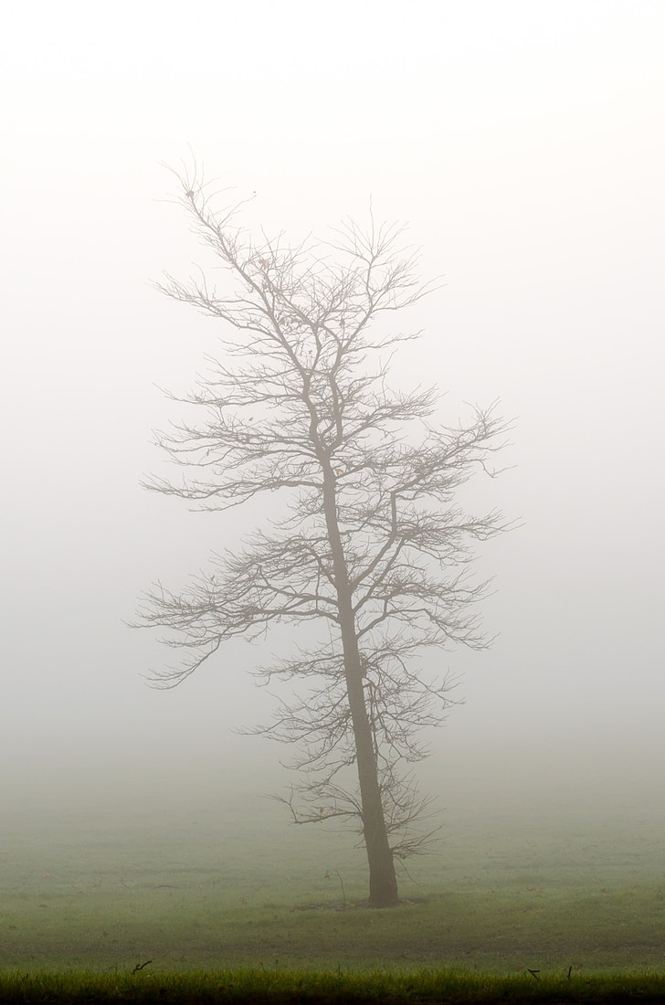 δέντρο, δέντρα, ομίχλη, καιρικές συνθήκες, εποχές, το φθινόπωρο, Χειμώνας