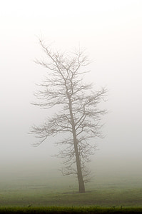 tree, trees, fog, weather, seasons, autumn, winter