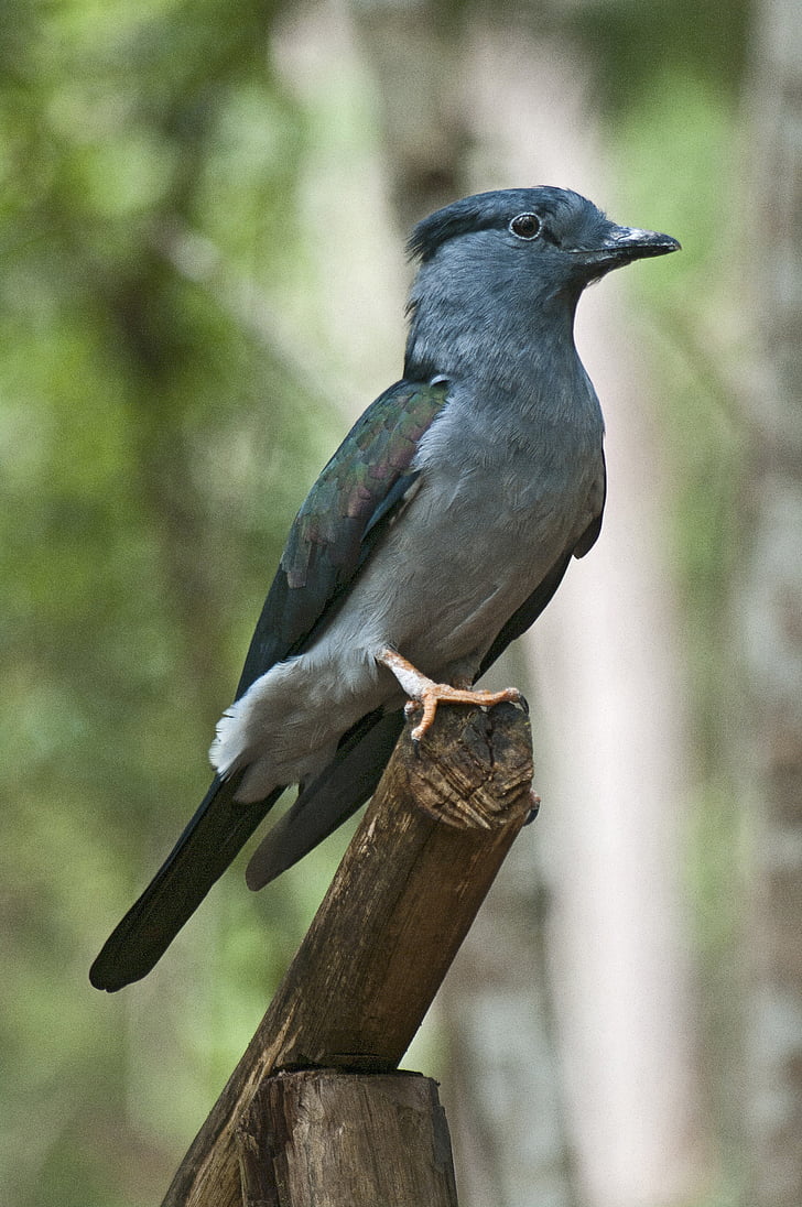 blue neck bird, national park, animal, nature, wildlife, madagascar, forest