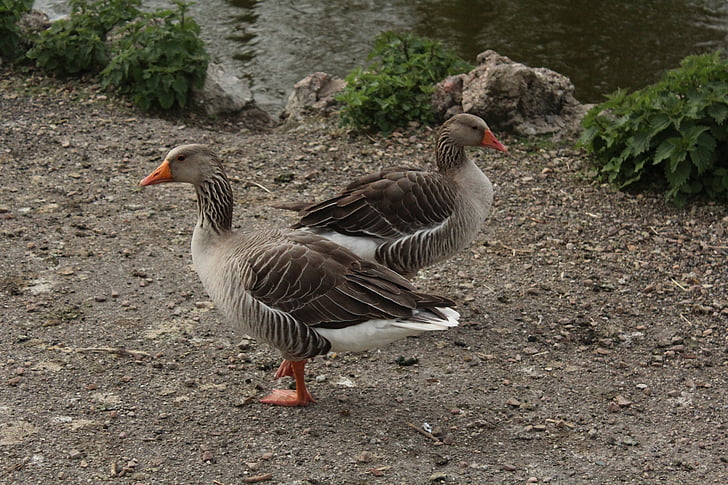 goose, parc, bird, feather, geese